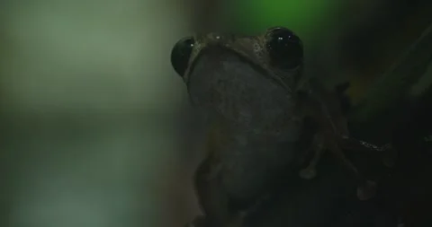 A Tree Frogs Sticky Secret Stock Footage 287143963