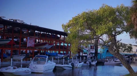 Tree in front of boat yard Video stock 61326372