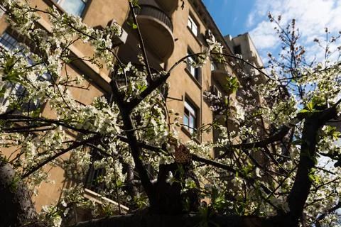 A tree in front of a building with a building in the background Stock Photos