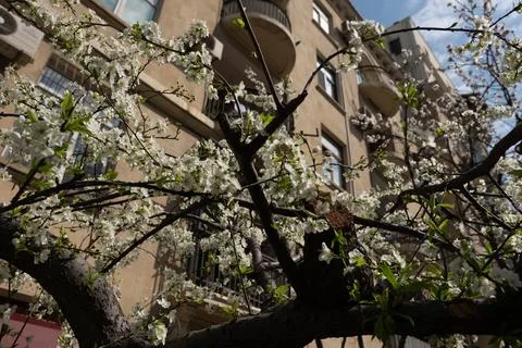 A tree in front of a building with a building in the background Stock Photos