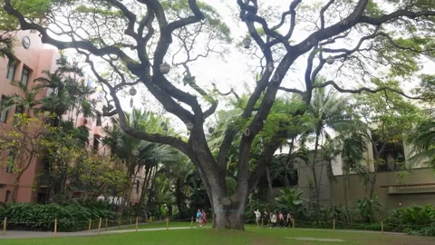 A tree in front of a building Video stock 156019587