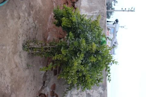 A tree in front of a building Foto stock