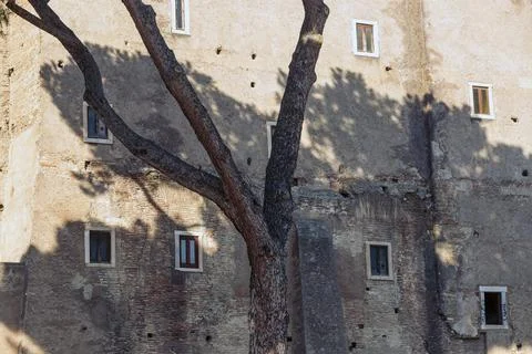 A tree in front of a building with a window on the side Stock Photos