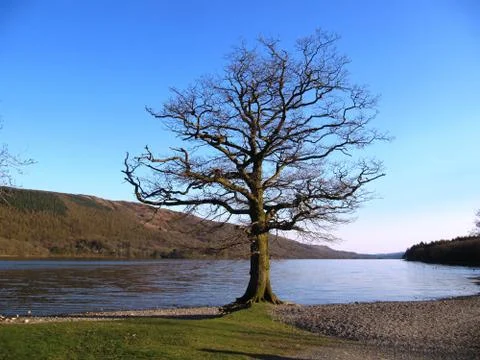 A tree in front of a calm coniston water Stock Photos