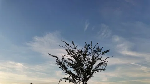 Tree in front of clouds Stock Footage 291759965