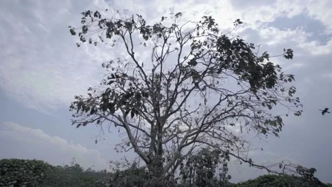 A tree in front of a cloudy sky Video stock 156026182