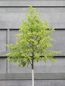 Tree in front of concrete building Foto stock