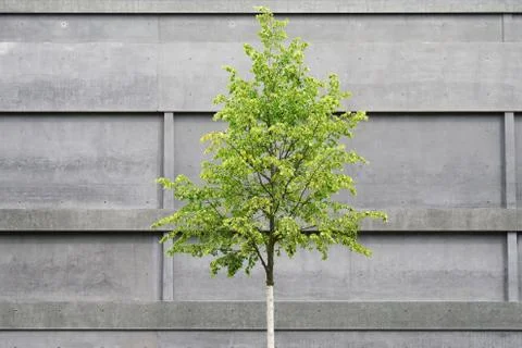 Tree in front of concrete building Stock Photos