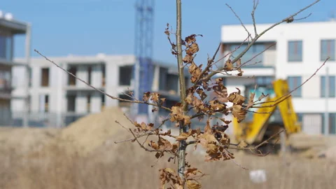 Tree in front of the construction of a modern building in 4K Slow motion 60fps Stock Footage 152629953