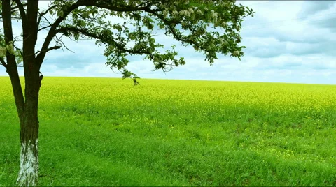 Tree in front of field of rapeseed  Stock Footage 50570054