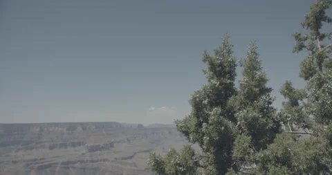 Tree in Front of Grand Canyon Video stock 134363509