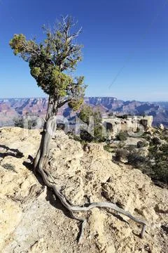 Tree in front of grand canyon Stock Photos