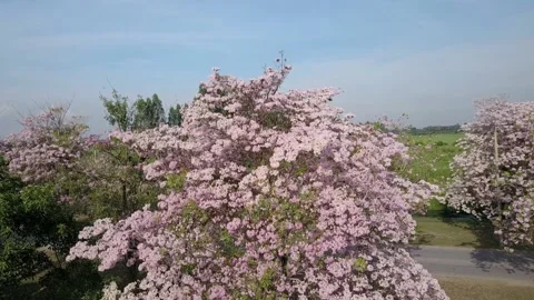 A tree in front of a house 스톡 동영상 156846322