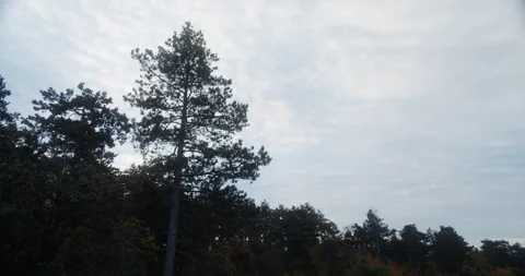 A tree in front of the  morning sky Stock Footage 163356710