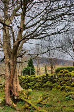 Tree in front of a moss covered stone wall Stock Photos