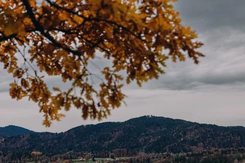 A tree in front of a mountain in autumn Stock Photos