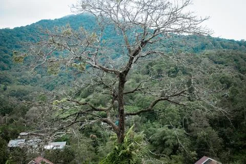 Tree In front of mountain Stock Photos
