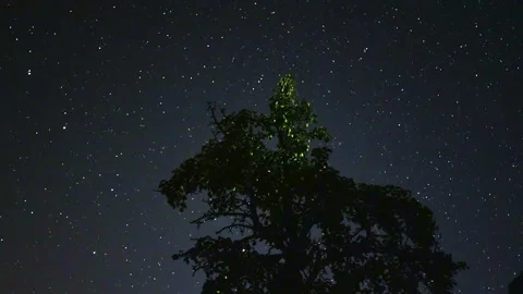 Tree in front of night time lapse. Vidéo 150333420