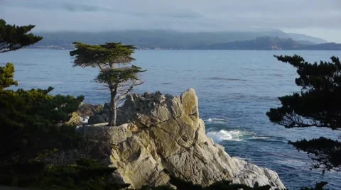 Tree in Front of Ocean on Rocks Stock Footage 46559800