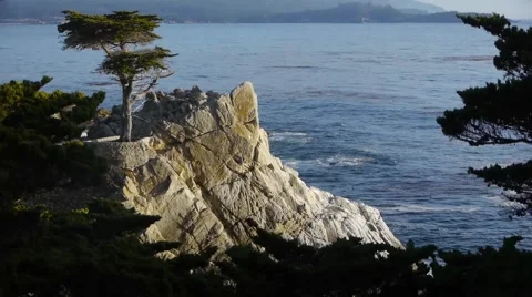 Tree in Front of Ocean on Rocks Stock Footage 46559821