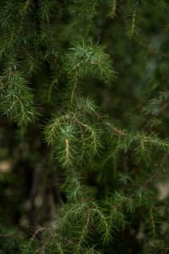 A tree in front of a palm tree Stock Photos