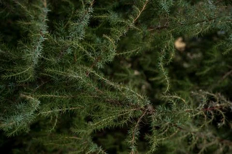 A tree in front of a palm tree Stock-Fotos