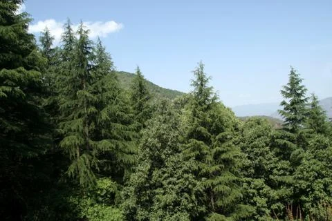 Tree Front 스톡 사진