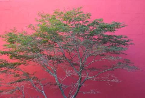 Tree in Front of Pink Wall Stock Photos