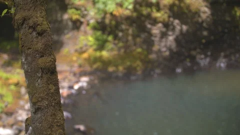 Tree in Front of the Pool Below Lower South Falls at Silver Falls Stock Footage 93871346