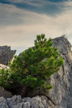 Tree in front of rock Stock Photos