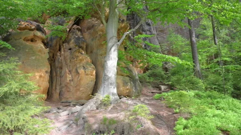Tree in front of sandstone formation in Saxon Switzerland Stock Footage 169454056