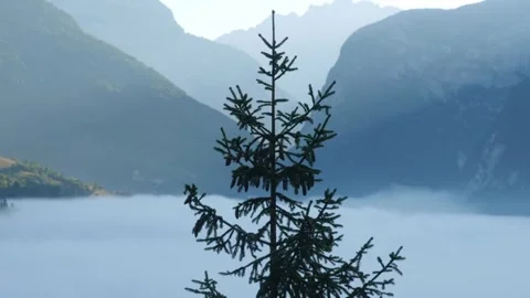 Tree in front of some fog on the mountain Video stock 262254926