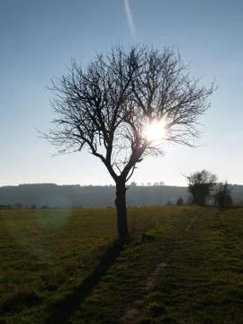 A tree in front of the sun Stock Photos