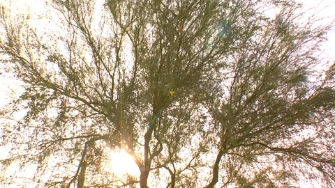 Tree in front of sun with shrubs and cacti Stock Footage 125276990
