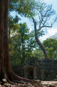 Tree in front of temple Ta Prohm Stock Photos
