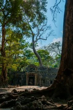 Tree in front of temple Ta Prohm Stock Photos