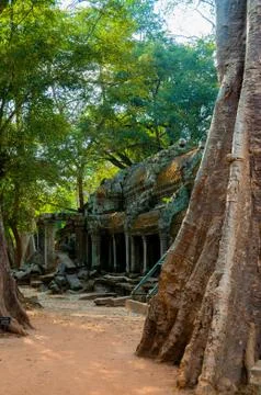 Tree in front of temple Ta Prohm Stock Photos