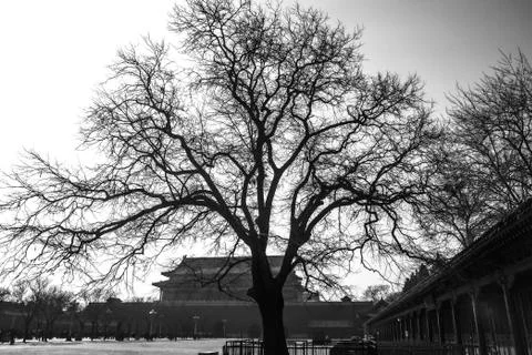 A tree in front of tiananmen tower (b&amp;w) Stock Photos
