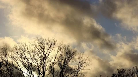 Tree in front of a warm cloudy sky Stock Footage 188509563