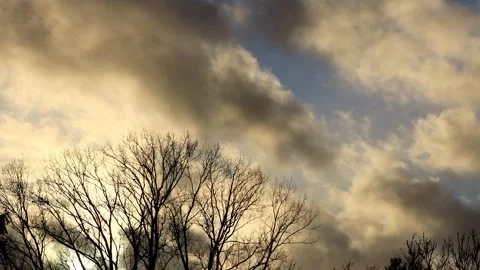 Tree in front of a warm cloudy sky Stock Footage 188536385