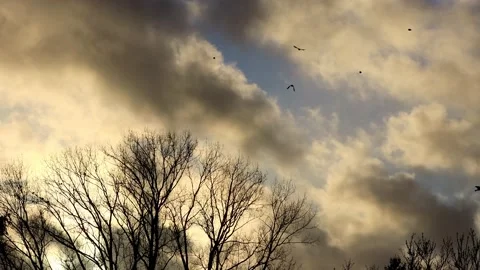 Tree in front of a warm cloudy sky Stock Footage 196963641