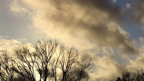 Tree in front of a warm cloudy sky Stock Footage 196966738