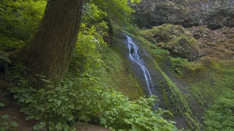 A Tree in Front of Winter Falls at Silver Falls Stock Footage 91265897