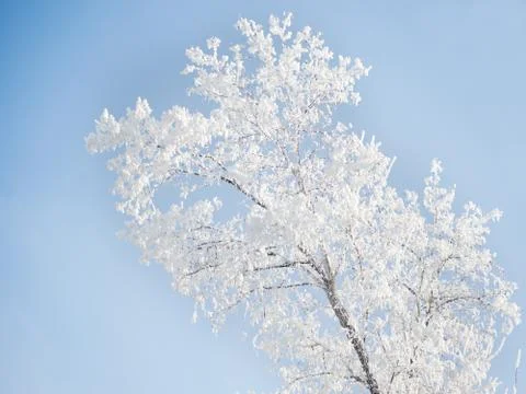 Tree with frost Stock Photos