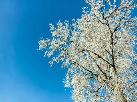Tree in frost Stock Photos
