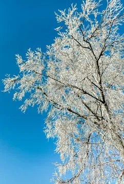 Tree in frost Stock Photos