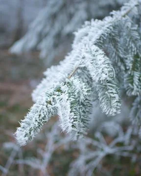 Tree frozen Foto stock