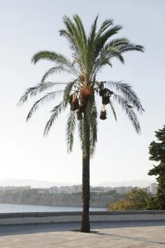 Tree fruit phoenix date palm plant plants trees Foto stock