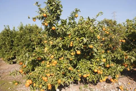 Tree with fruit Stock-Fotos