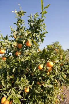 Tree with fruit Foto stock